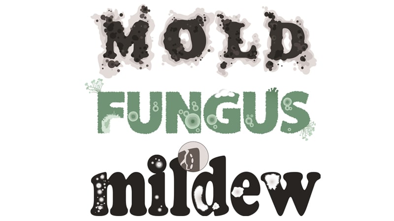 Think You Have Mold?